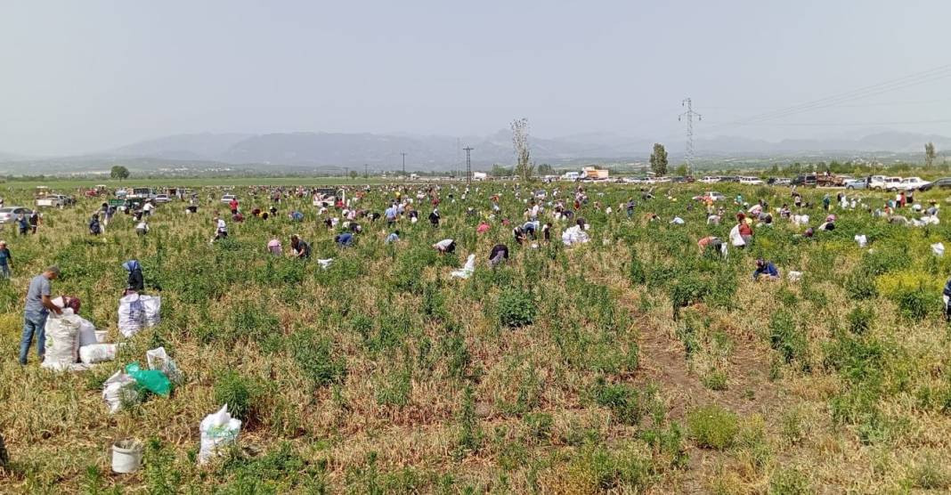 Soğanları satamayınca bedava yaptı üç bin kişi tarlayı talan etti. Ülkenin getirilen hali bu... - Resim: 3
